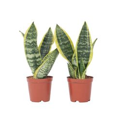 Bajonetplante - Sæt med 2 - Sansevieria 'Futura Superba' - Højde 35-40cm - ⌀12cm