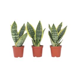 Bajonetplante - Sæt med 3 - Sansevieria 'Futura Superba' - Højde 35-40cm - ⌀12cm