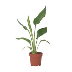 Papegojblomma - Strelitzia reginea - Höjd 25-40cm - ⌀9cm