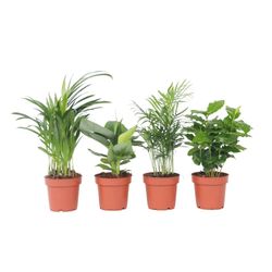 Trendig mix - Set om 4 - Dypsis, Cham., Coffea, Musa - Höjd 25-40cm - ⌀12cm