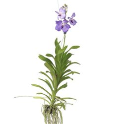 Vanda orkidé - Vanda 'New Blue' - Höjd 55-65cm