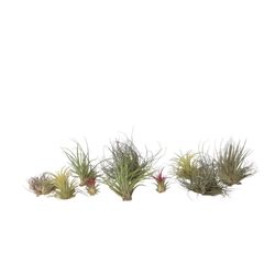 Luftväxt - Set om 10 - Tillandsia - Höjd 5-15cm - ⌀5cm