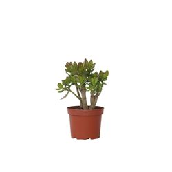 Crassula sukkulent plante - Crassula ovata 'Minor' - Højde 30-35cm - ⌀17cm