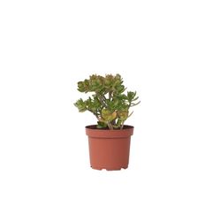 Paradisträd - Crassula ovata 'Minor' - Höjd 45-50cm - ⌀23cm