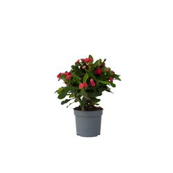 Kristi tornekrone - Euphorbia 'Milii' - Höjd 25-35cm - ⌀13cm