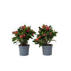 Kristi tornekrone - Set om 2 - Euphorbia 'Milii' - Höjd 25-35cm - ⌀13cm
