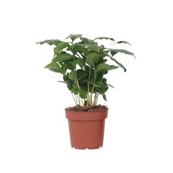 Kaffeväxt - Coffea arabica - Höjd 25-40cm - Pot 12cm