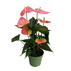 Rosenkalla - Anthurium 'Colorado Pink' - Höjd 40-55cm - ø14cm