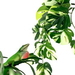 BioBush No3 kunstig tropisk plante til terrarium Monstera variegata