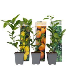 Citrontræ - Sæt med 3 - Citrus limon - Højde 25-40cm - ⌀9cm
