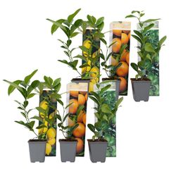 Citrontræ - Sæt med 6 - Citrus limon - Højde 25-40cm - ⌀9cm