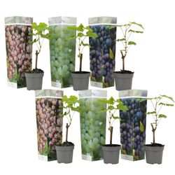 Druvväxt - Set om 6 - Vitis vinifera - Höjd 25-40cm - ⌀9cm