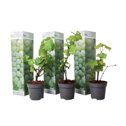 Druvväxt - Set om 3 - Vitis vinifera 'Chardonnay' - Höjd 25-40cm - ⌀9cm