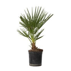 Europeiska Dvärgpalm - Chamaerops humilis - Höjd 50-60cm - ⌀15cm