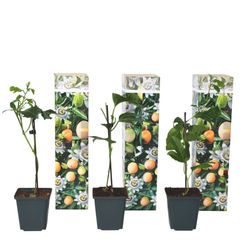 Passionsfrugt - Sæt med 3 - Passiflora edulis 'Frederick' - Højde 25-40cm - ⌀9cm
