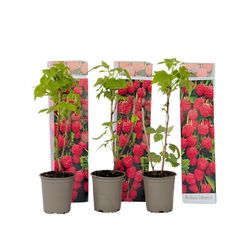 Hallonväxt - Set om 3 - Rubus ideaus 'Autumn Bliss' - Höjd 25-40cm - ⌀9cm