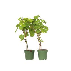 Druvväxt - Set om 2 - Vitis ‘Himrod’, Vitis ‘Vanessa’ - Höjd 60-75cm - ⌀21cm