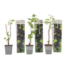 Svarta vinbär - Set om 3 - Ribes Nigrum - Höjd 25-40cm - ⌀9cm