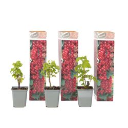 Röda vinbär - Set om 3 - Ribes rubrum - Höjd 25-40cm - ⌀9cm