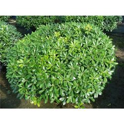 PITTOSPORUM PITTOSPORO NANUM VASO 19CM Ständiga och Klättrande نباتات