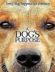 A Dog's Purpose DVD (2017) Britt Robertson, Hallstrom (DIR) Cert PG Pre-Owned Region 2