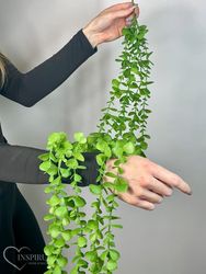 Guirlande - Eukalyptus - eukalyptusbladophæng 120 cm