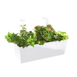 Rectangular Hanging Planter by BrylaneHome in White