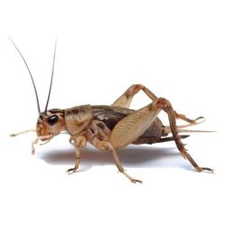 Vita-Bugs 1/4" Live Crickets, 50 Count, 50 CT