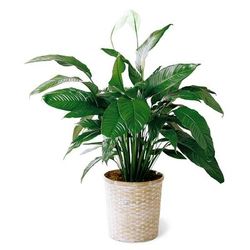 Send Flowers - Peace Lily Plant