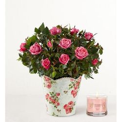 1-800-Flowers Flower Delivery Classic Budding Rose Small W/ Candle