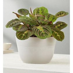 1-800-Flowers Plant Delivery Red Maranta Prayer Plant | Happiness Delivered To Their Door