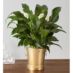 1-800-Flowers Everyday Gift Delivery In Loving Memory Peace Plant In Gold Planter | Happiness Delivered To Their Door