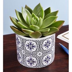 1-800-Flowers Plant Delivery Echeveria Succulent