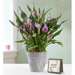 1-800-Flowers Birthday Delivery Elegant Calla Lily Large Purple W/ Keepsake | Happiness Delivered To Their Door