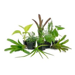 Live Tropical Plant Kit 18x18x36, Tall, 3 Plants, 18 IN