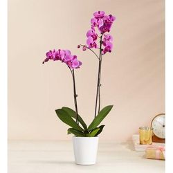 1-800-Flowers Plant Delivery Double Purple Orchid Plant