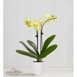 1-800-Flowers Plant Delivery Sunshine Orchid Mini