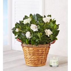 1-800-Flowers Plant Delivery Blooming Gardenia Plant In Basket Medium W/ Candle