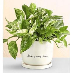 1-800-Flowers Plant Delivery Love Grows Here Pothos Plant