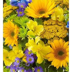 1-800-Flowers Seasonal Gift Delivery June Bloom Of The Month