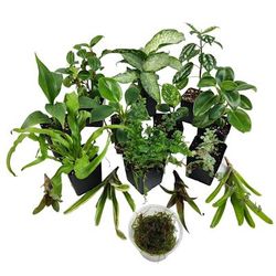Dart Frog Vivarium Plant Kit 18x18x24, 29 Gallon, 15 Plants, 18 IN