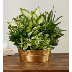 1-800-Flowers Plant Delivery Peaceful Wishes Dish Garden