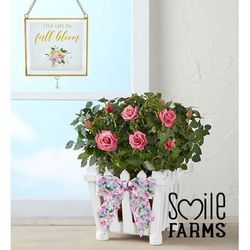 1-800-Flowers Flower Delivery Charming Rose Garden Small W/ Suncatcher