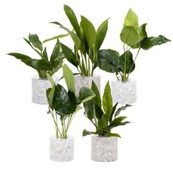 Tube Plant Combo Pack A, Small