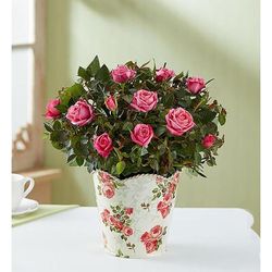 1-800-Flowers Flower Delivery Classic Budding Rose Small