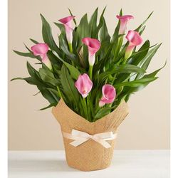 1-800-Flowers Everyday Gift Delivery Pink Calla Lily In Natural Wrap Large Pink Calla In Wrap | Happiness Delivered To Their Door