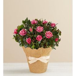 1-800-Flowers Flower Delivery Pink Rose In Natural Wrap Small