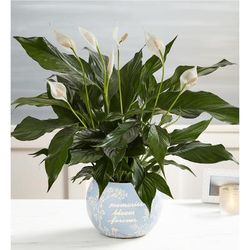 1-800-Flowers Plant Delivery Blooming Memories Peace Lily Plant