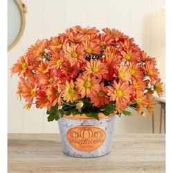 1-800-Flowers Plant Delivery Pumpkin Patch Mum Large Plant