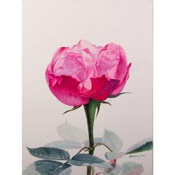 Beautiful Memory of Vania,'Original Rose Watercolor Painting'